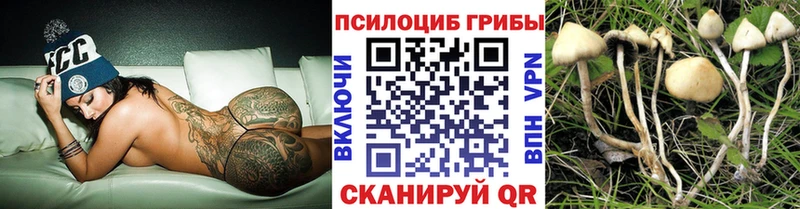 закладки  Кирсанов  Псилоцибиновые грибы GOLDEN TEACHER 